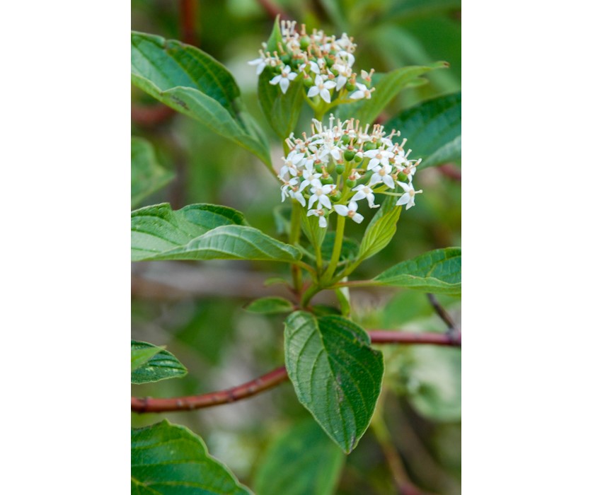 Red Twig Dogwood